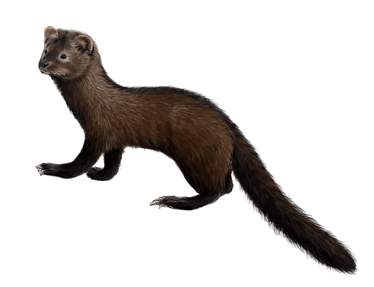 Belette A Longue Queue Belette Pygmee Castor Coyote Ecureuil Roux Hermine Loup Loutre Lynx Martre Ours Noir Pekan Rat Musque Raton Laveur Renard Arctique Renard Roux Vison Mouffette Rayee Belette A Longue Queue Belette Pygmee Castor